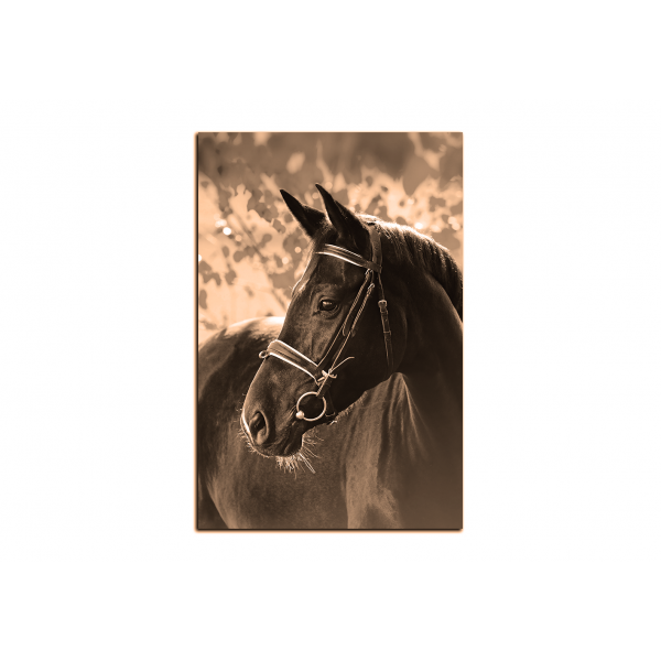 Obraz na plátně - Černý kůň - obdélník